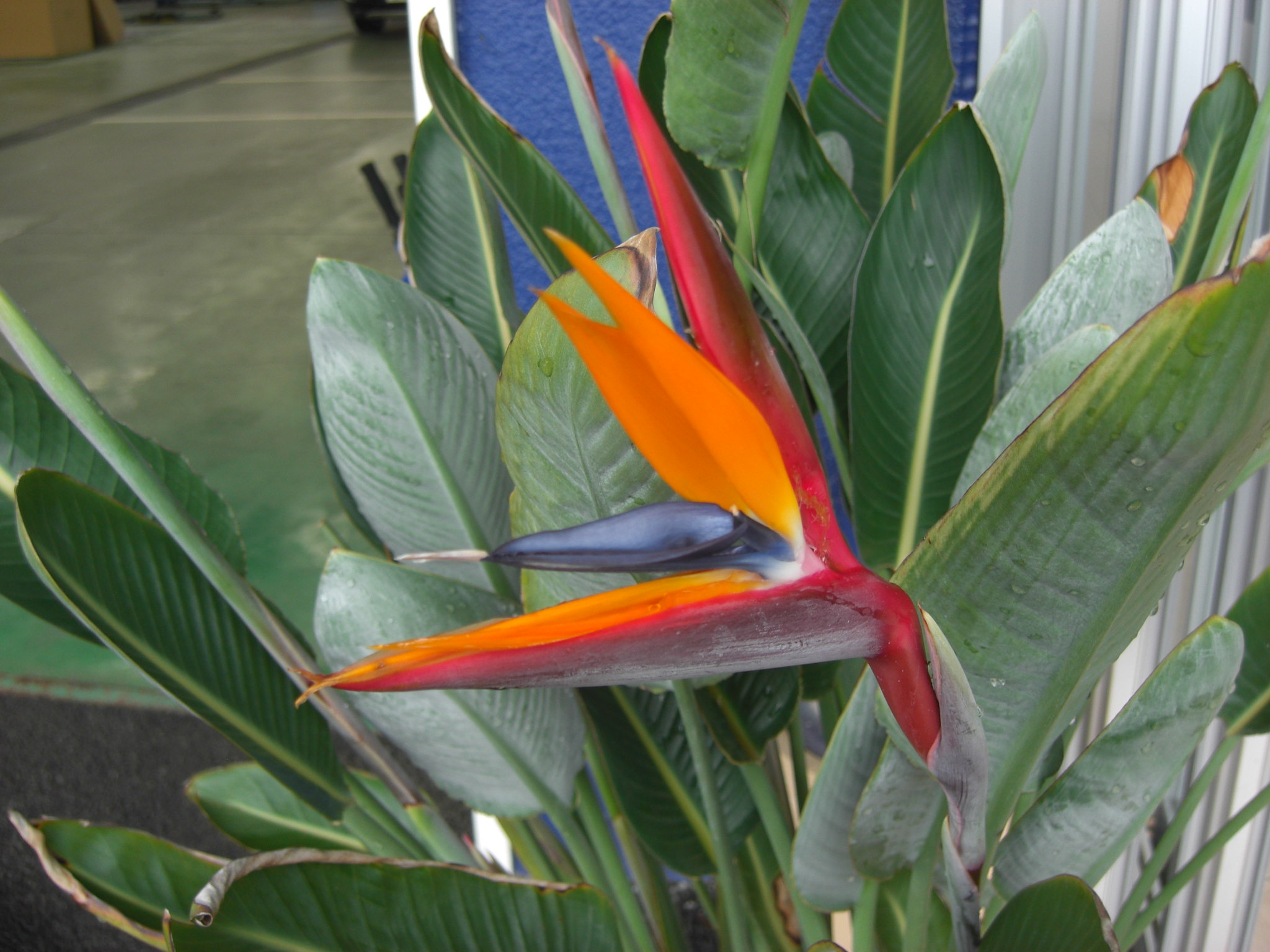 極楽鳥花が開花しました！