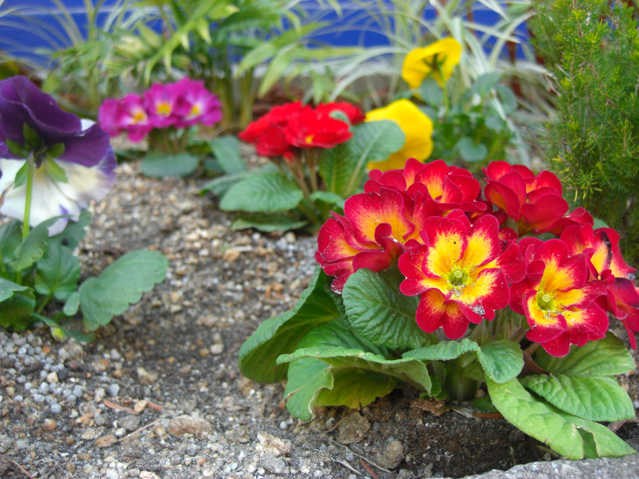 冬の花々達ですっ。