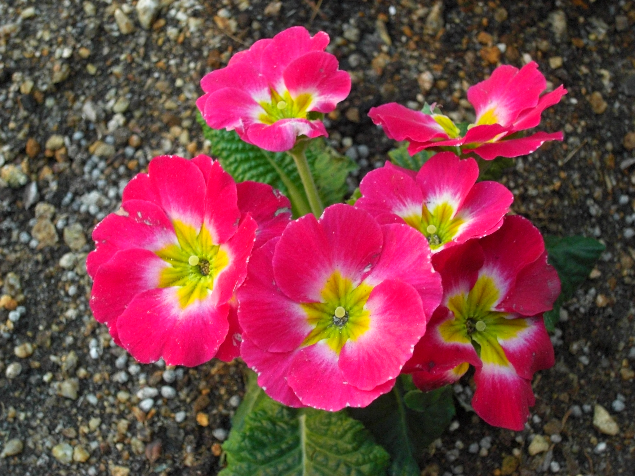 冬の花々達ですっ。