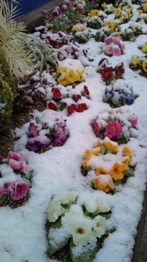 雪☆