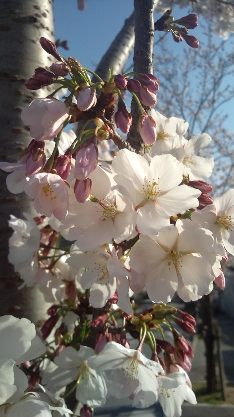 桜