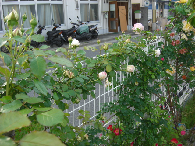 プジョー西宮のバラが見ごろです。