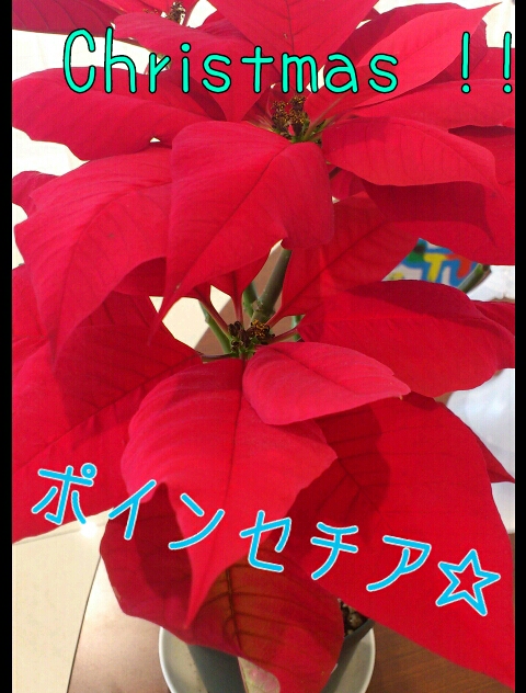 クリスマスのお花♪