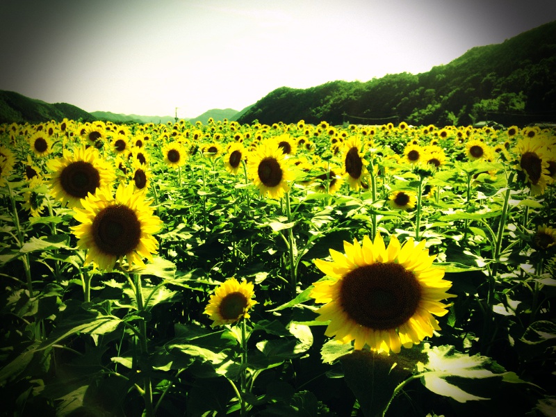 佐用町に行ってきたぜぇ～