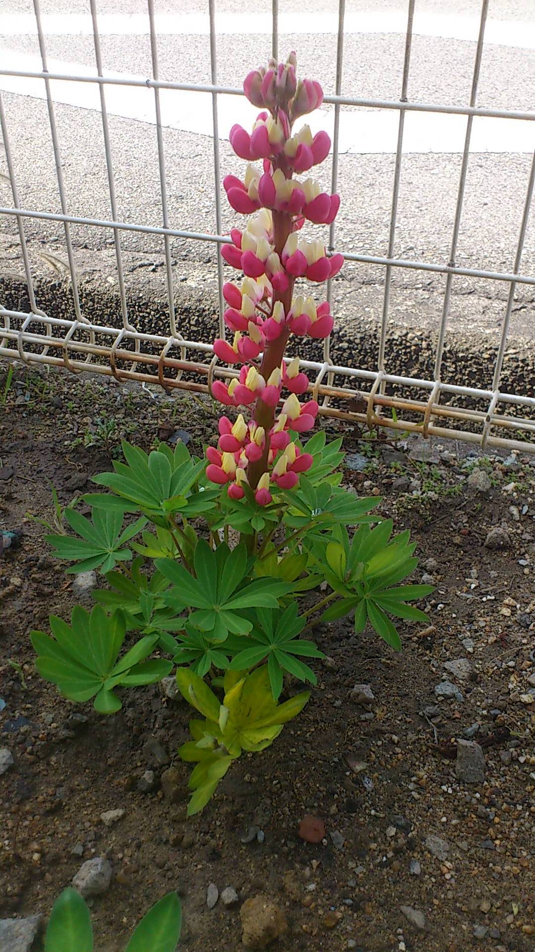 プジョー西宮ガーデン♪