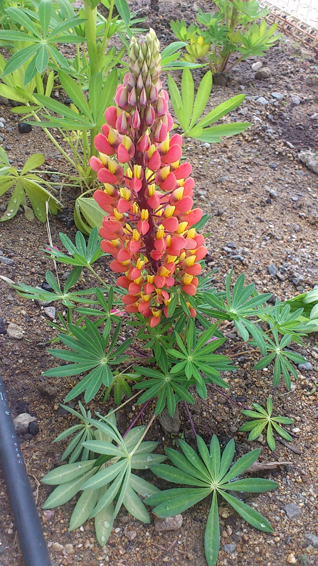 プジョー西宮ガーデン♪