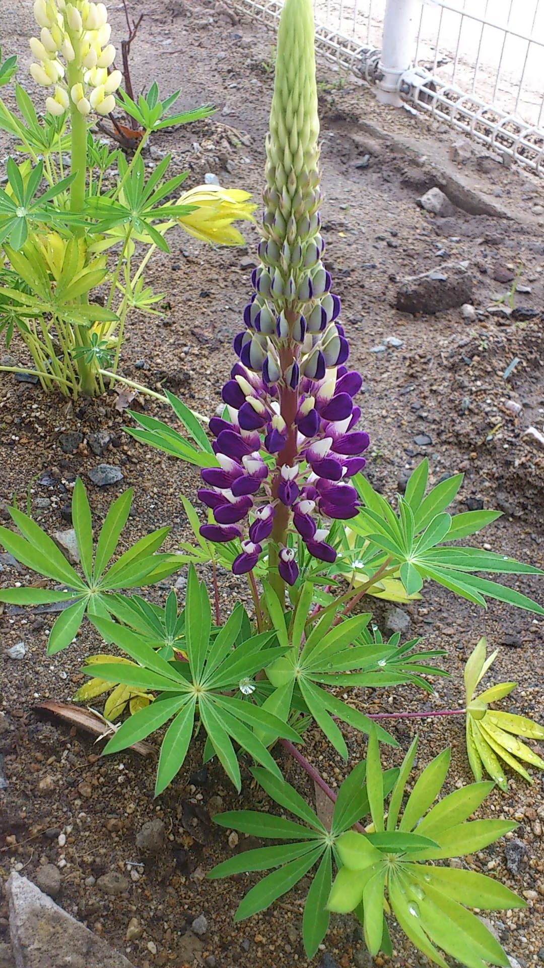 プジョー西宮ガーデン♪