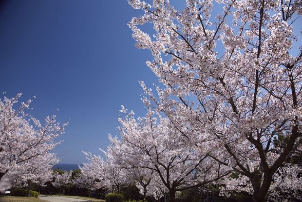 おススメお花見スポット　❀❀須磨浦公園❀❀