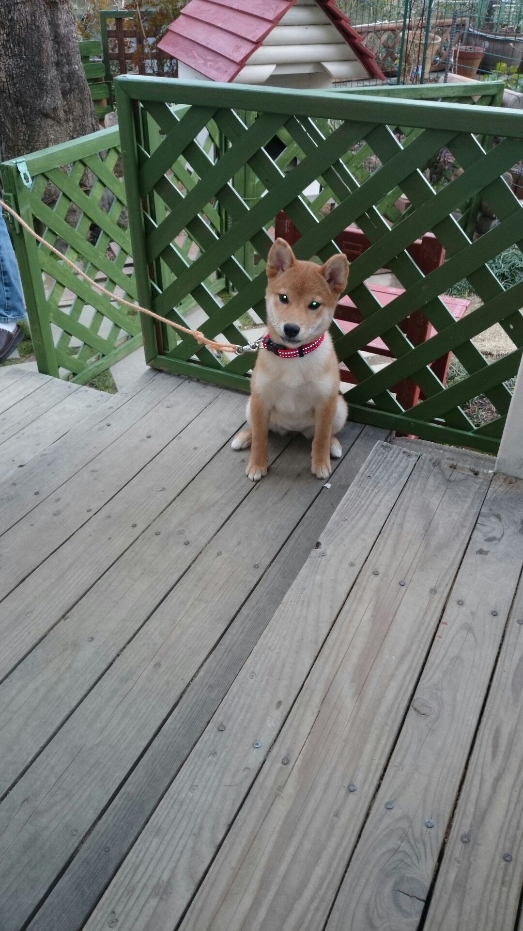 ワンちゃん。