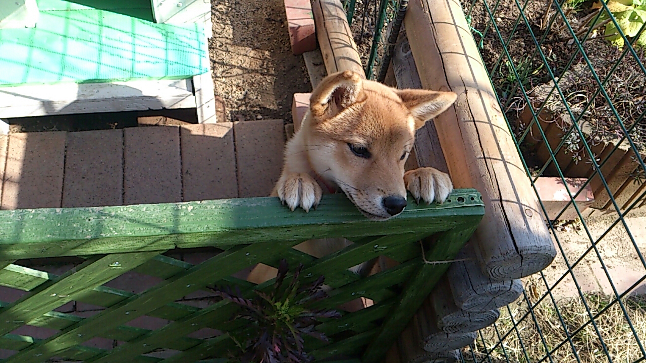 ワンちゃん。