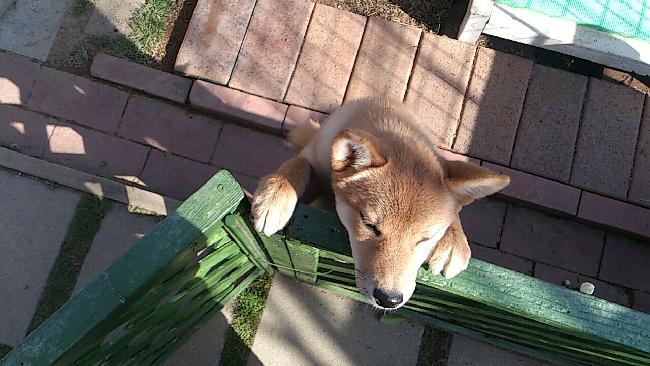 ワンちゃん。