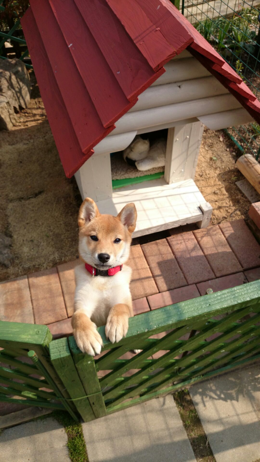 ワンちゃん。