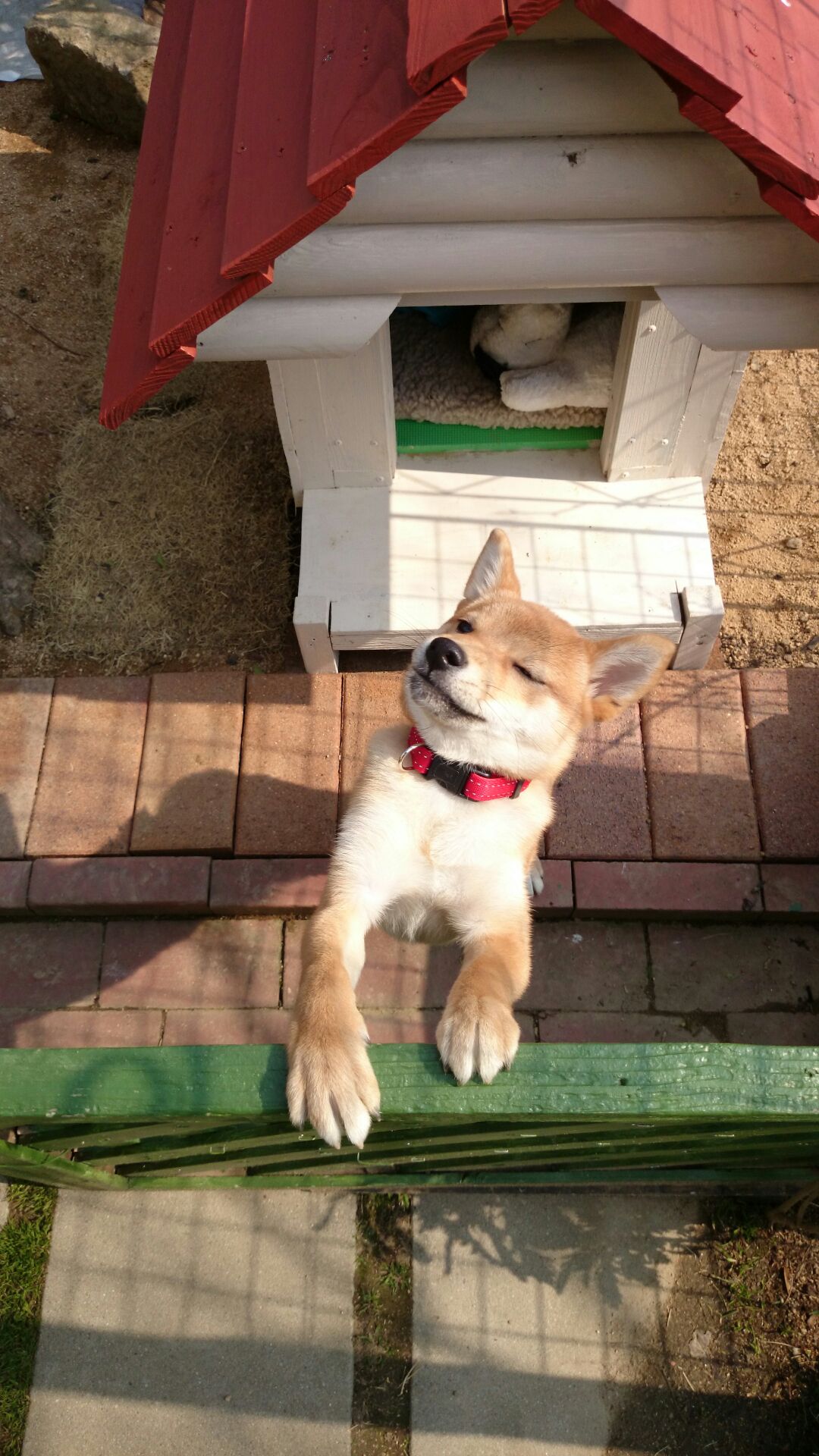 ワンちゃん。