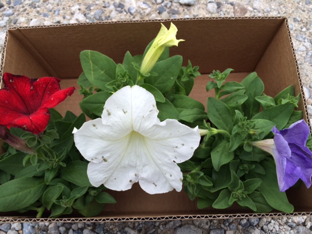 花壇にペチュニア植えました