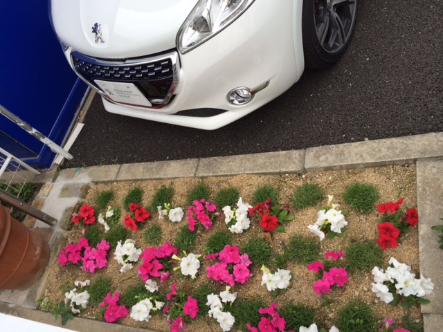 花壇にペチュニア植えました