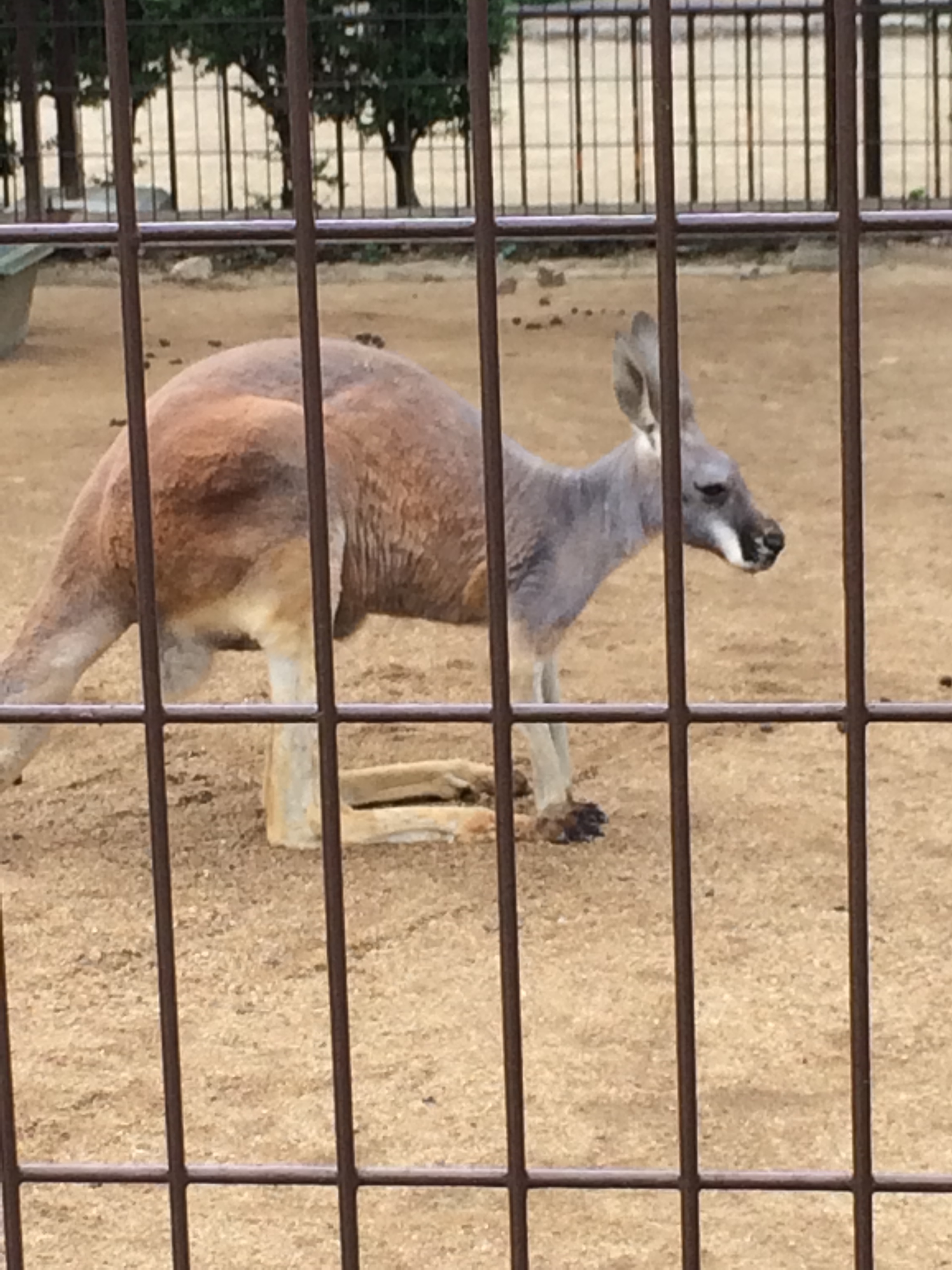 しらさぎ城が見たくて