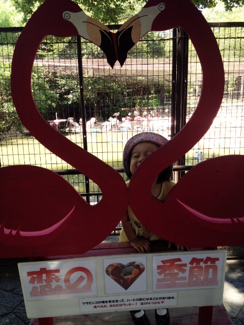 ☆王子動物園へ行ってきました！