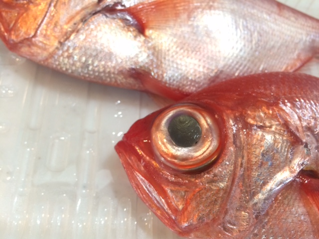 はじめて魚さばきました