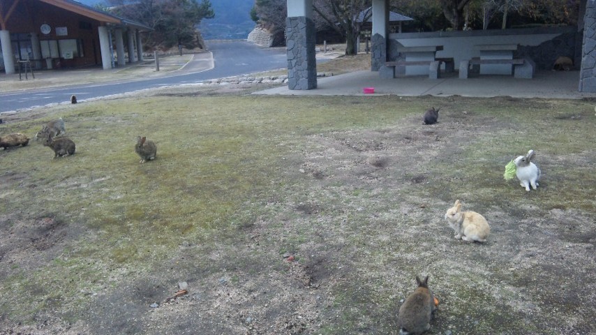 うさぎの島。