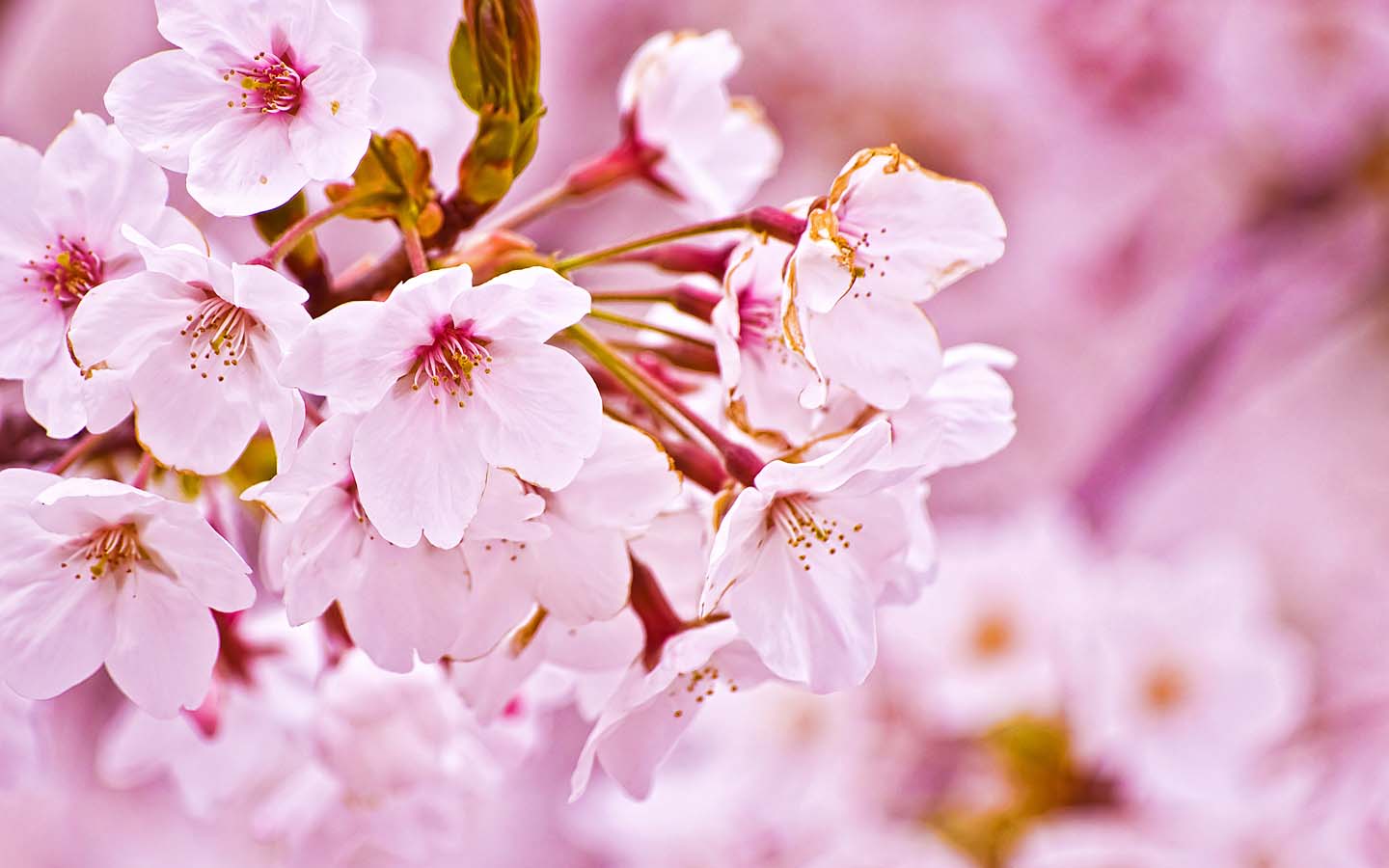 桜の開花☆