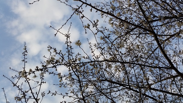 ３月３１日【Ｓａｋｕｒａ】