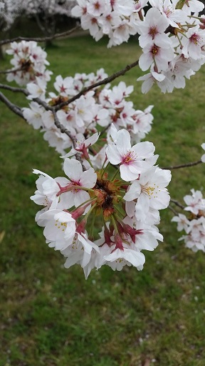 お花見【Ｓａｋｕｒａ】