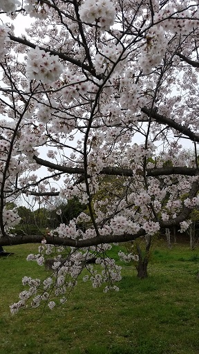 お花見【Ｓａｋｕｒａ】