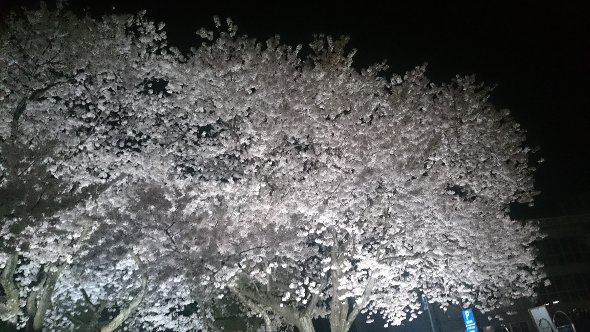 夜桜。