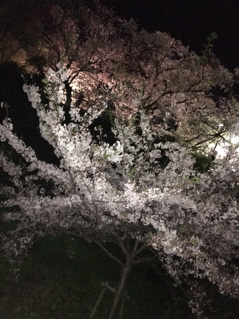夜桜