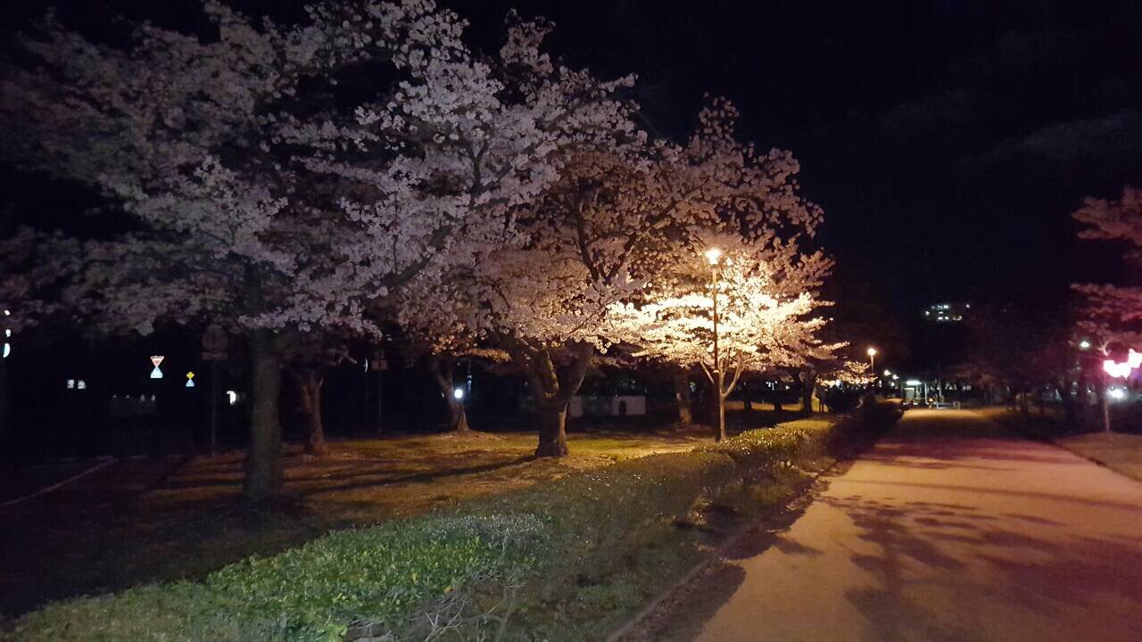 夜桜