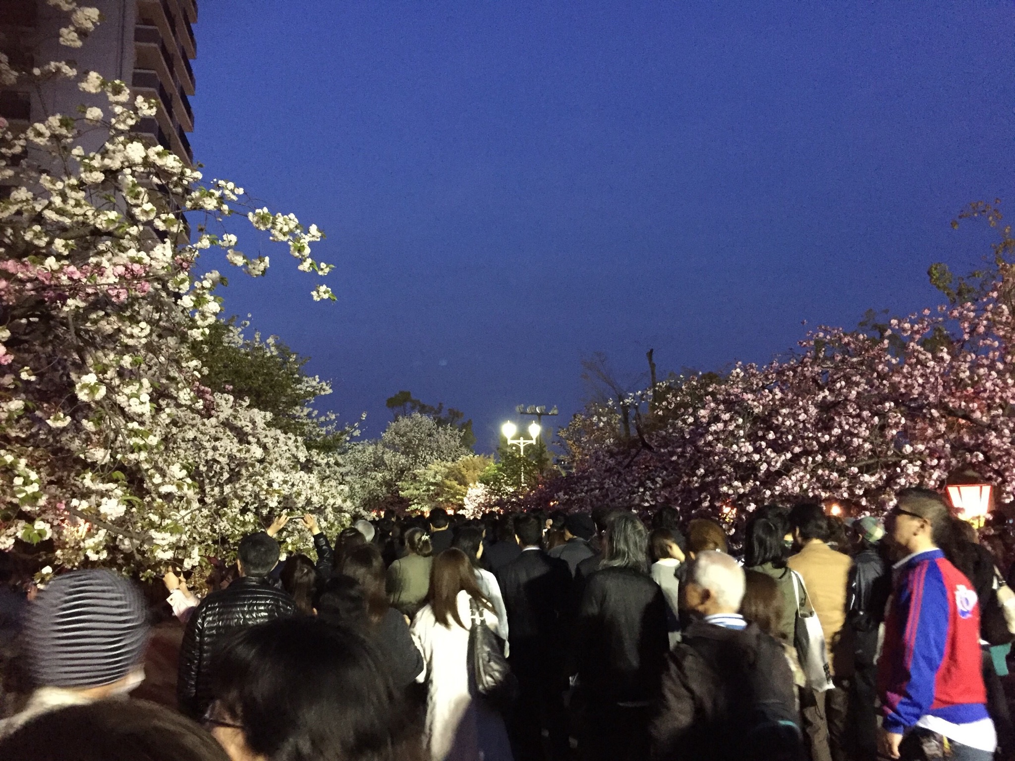 桜パート２