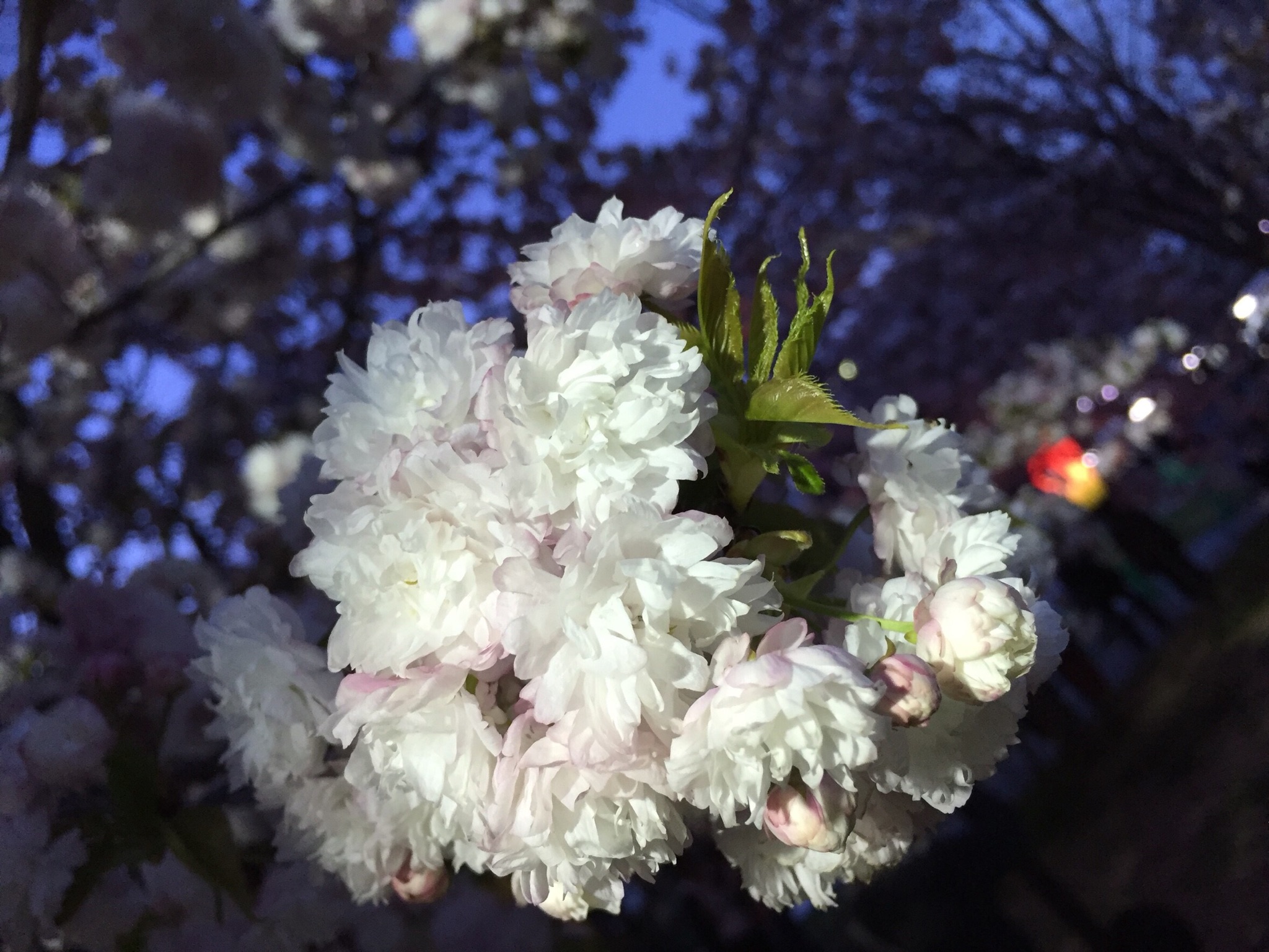 桜パート２