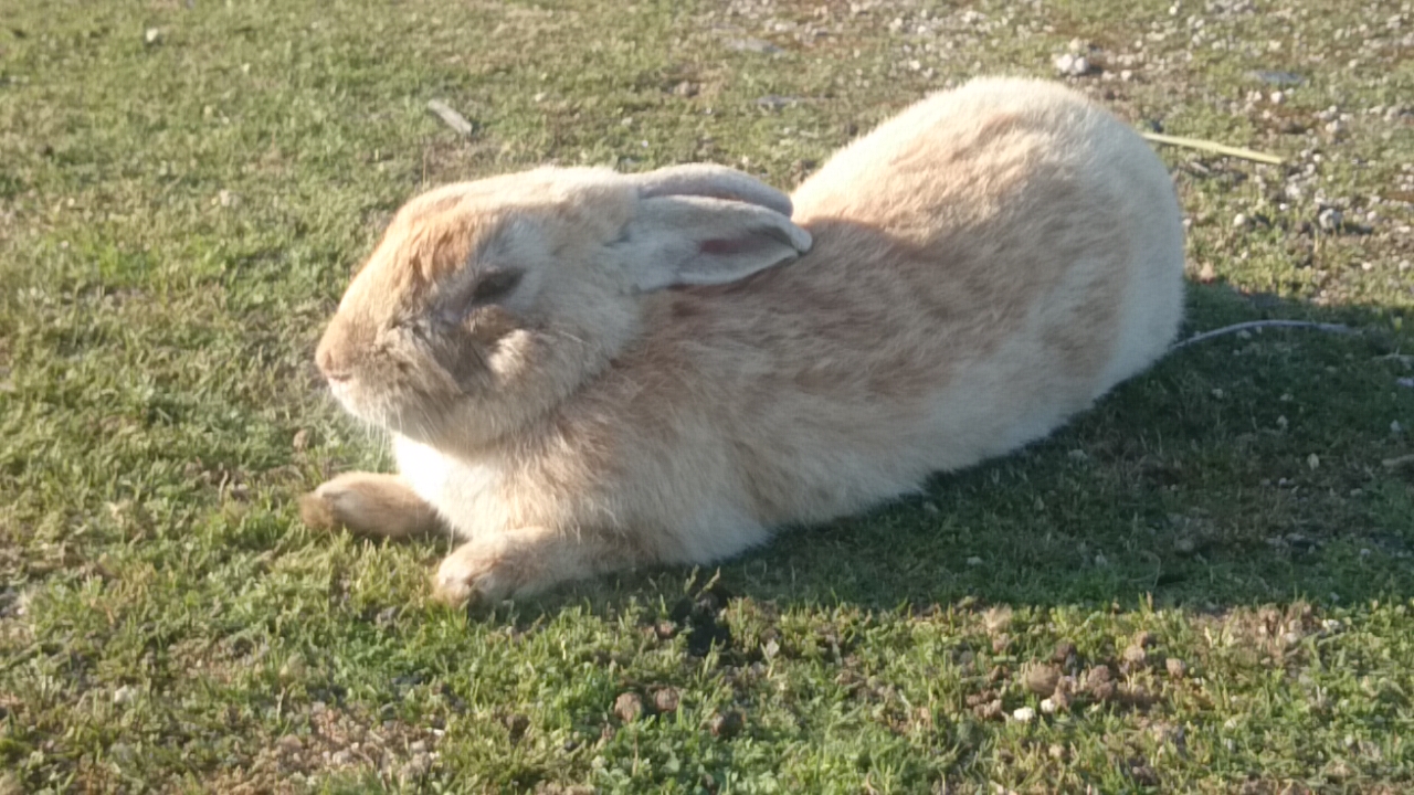うさぎの楽園。