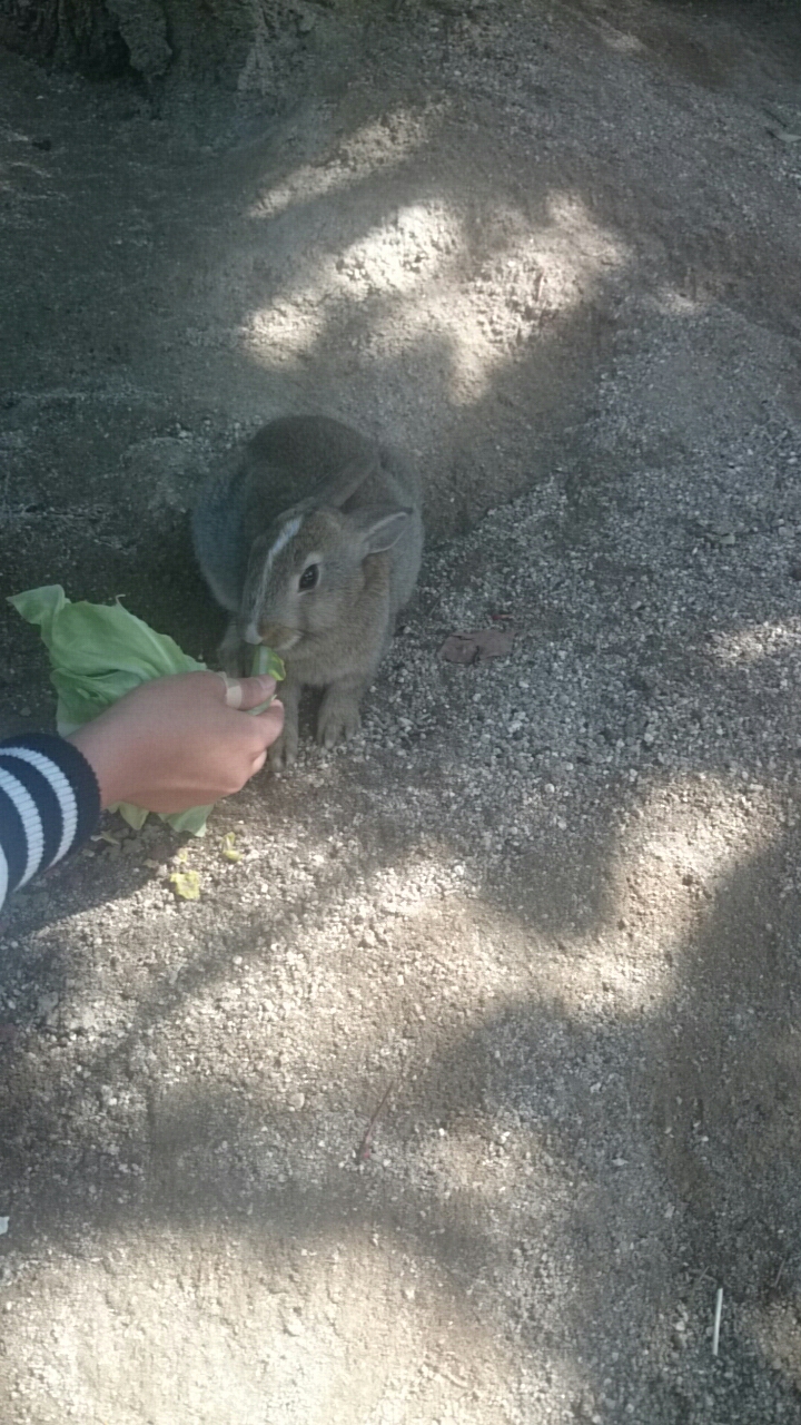 うさぎの楽園。