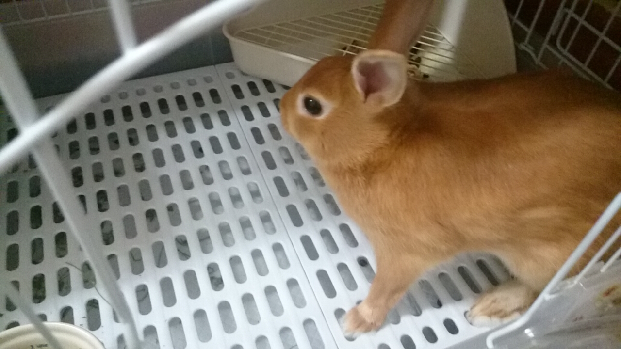 うさぎ。