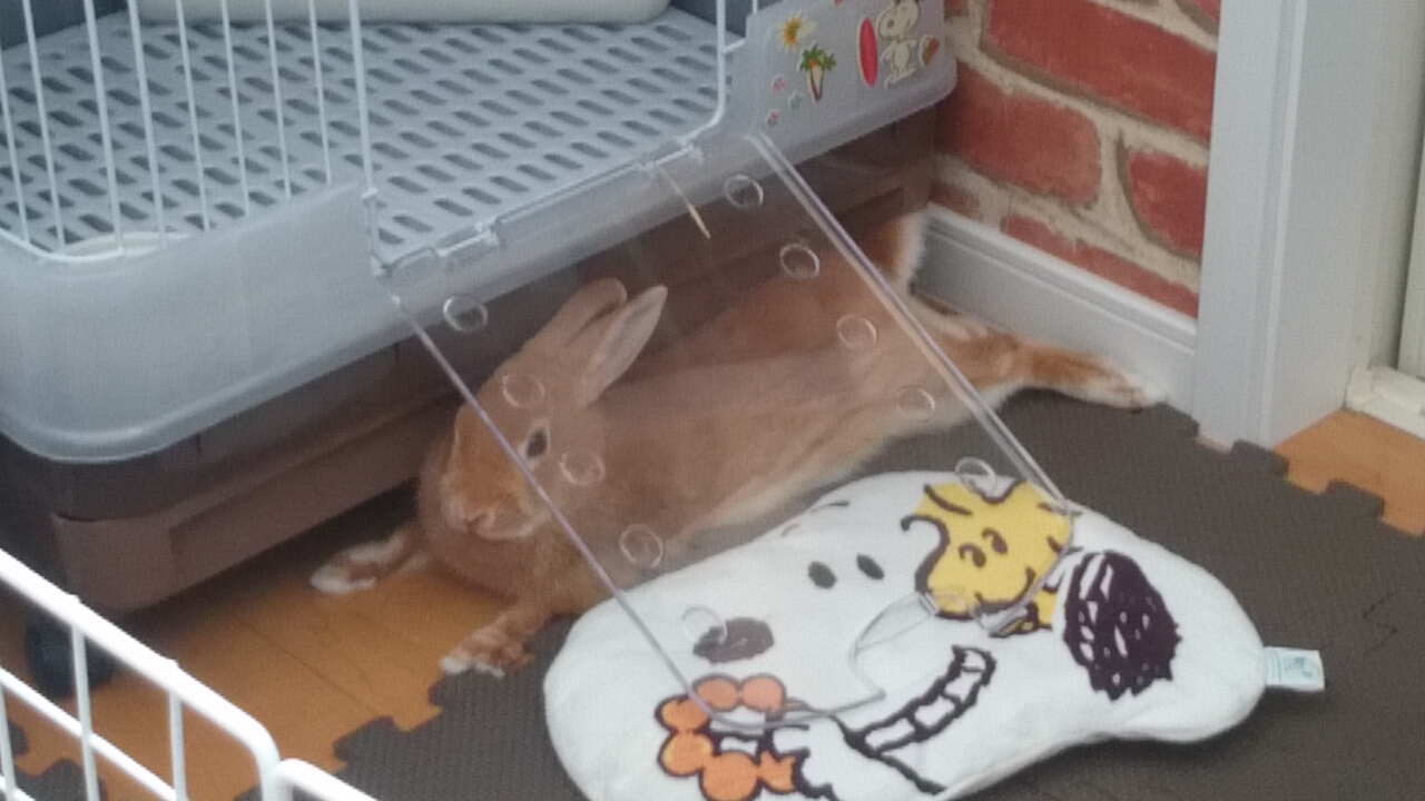 うさぎ。