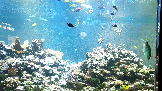 須磨水族館にいってきました。