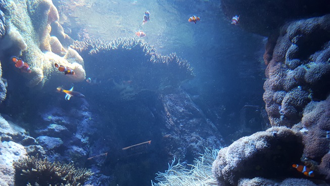 須磨水族館にいってきました。