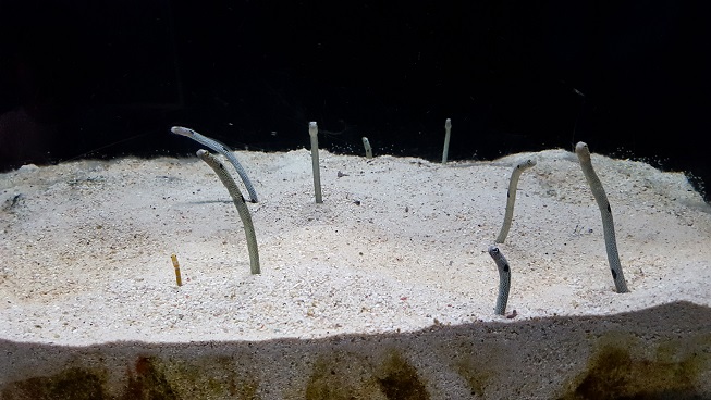 須磨水族館にいってきました。