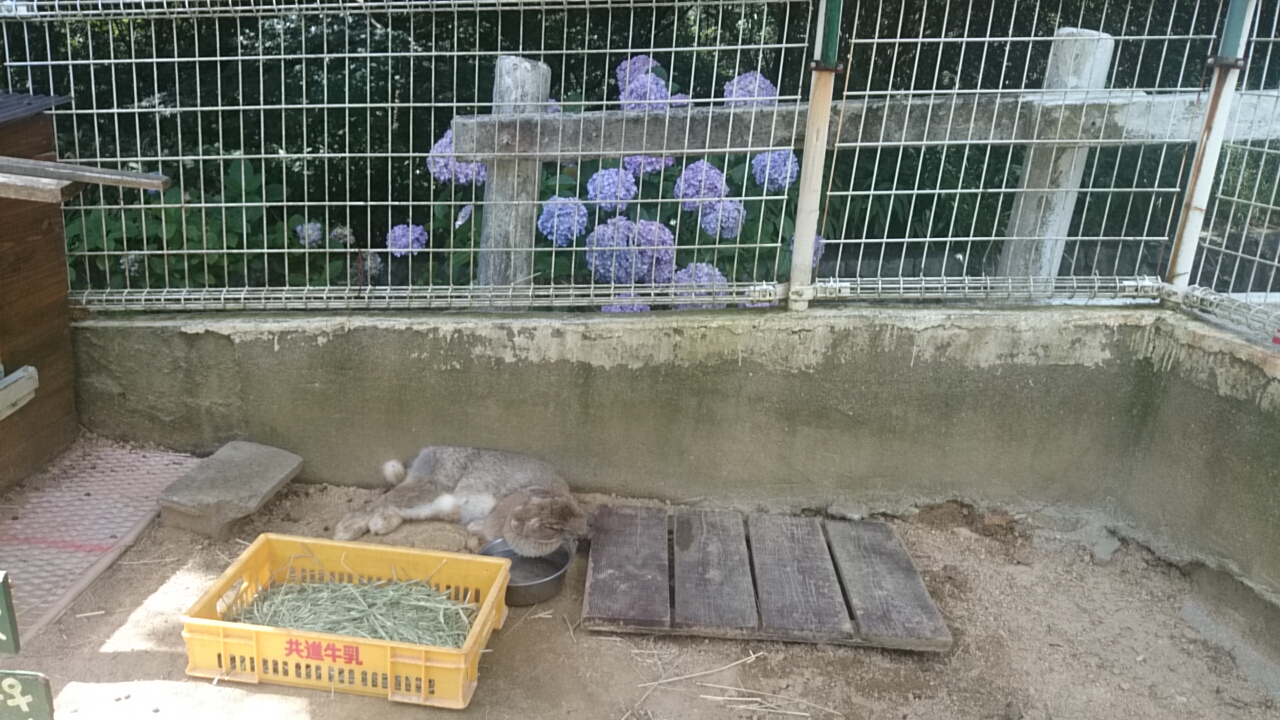 六甲山牧場。