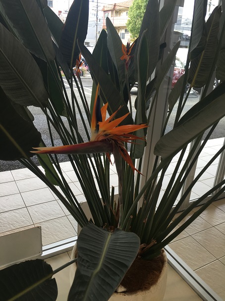 極楽鳥花☆