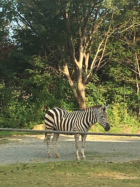 天王寺動物園