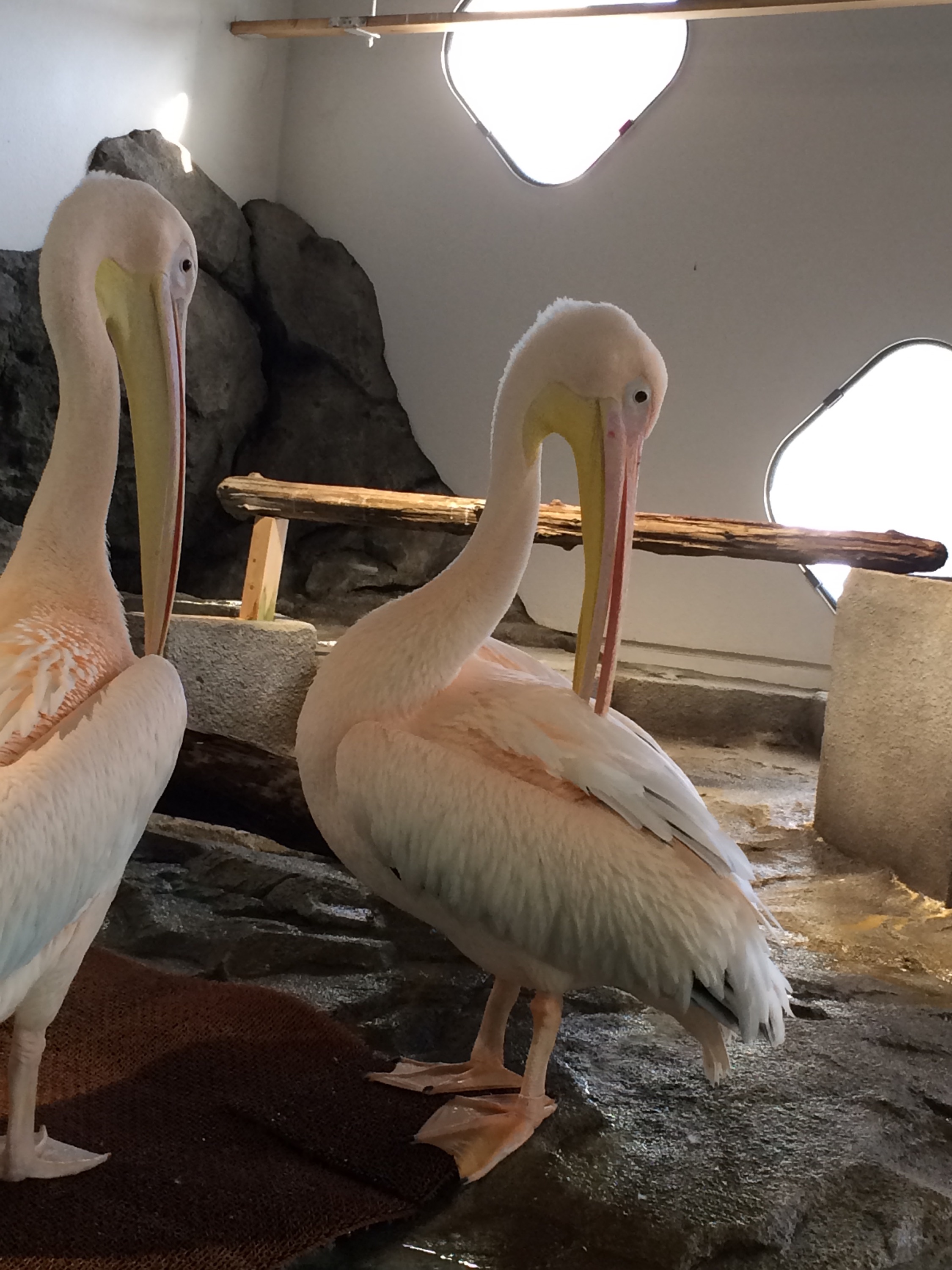 二フレル　水族館