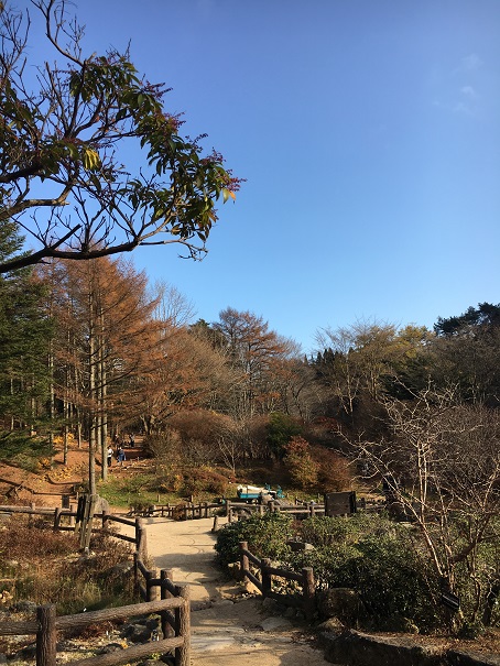 紅葉