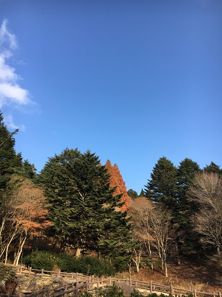 紅葉
