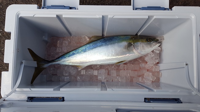 今年初釣り!(^^)!