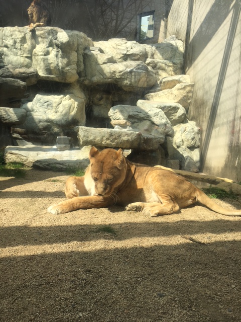 王子動物園