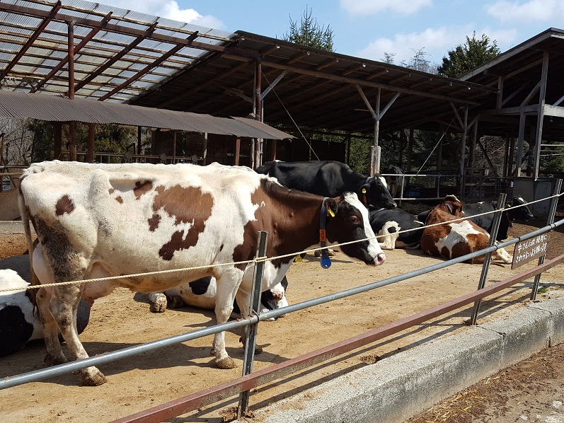 ハイキングと牧場!(^^)!