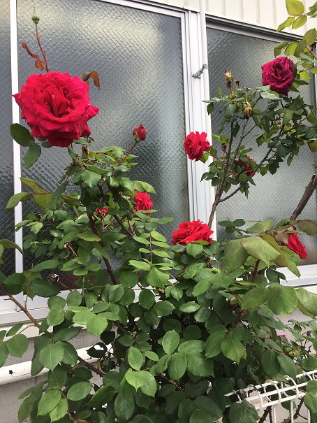 5月に入りましたね☆