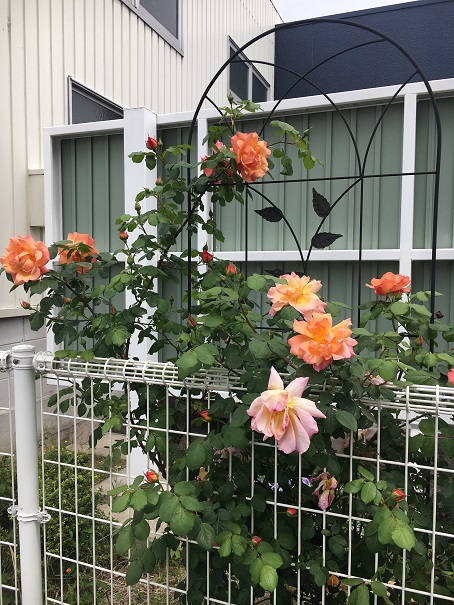 5月に入りましたね☆